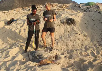 Volunteers with nesting loggerhead turtle at daytime