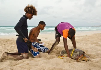 measuring a nesting turtle