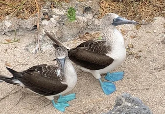 Blue-footed boobies on beach