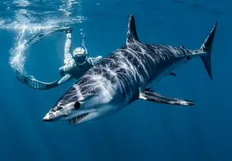 Riley Elliott swimming with a great white shark