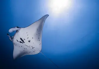 Manta 