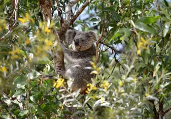 A koala sitting in a eucalyptus tree in Queensland, Australia