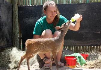 Volunteer feeding an antelope