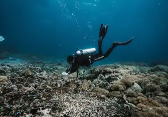 coral diving