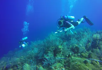 Underwater Photography & Reef Conservation in Cayman Islands