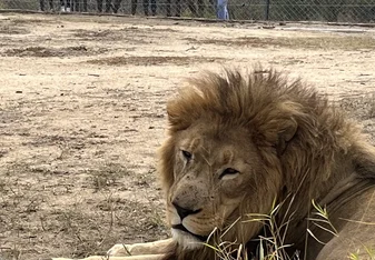 Children learning about the protection of lions