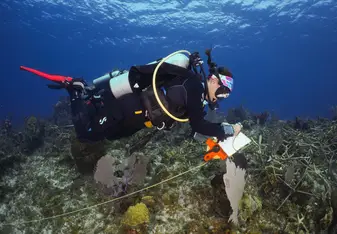 Marine Conservation Volunteering
