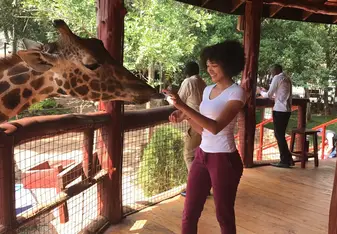 A woman reaches out to a giraffe that is sticking out its tongue.