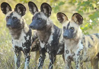 African wild dogs occasionally move through the landscape where our Wildlife Conservation Program is run.