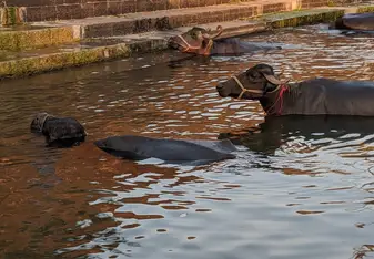 Vineeta Chauhan at a river with oxen swimming in the water