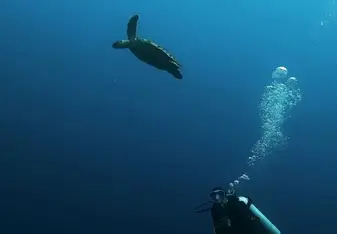 Lisa-Mae Mercorella diving in the ocean with a turtle
