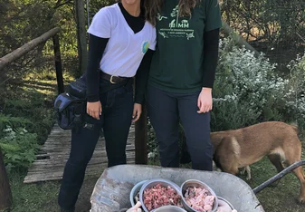 Volunteers assisting feeding animals