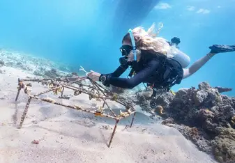 A woman scuba diving works on coral restoration.