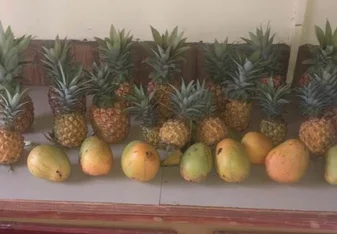 Growing pineapples! 