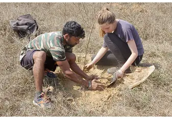 Planting trees in India