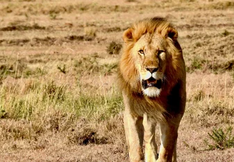 Big Cat - Lion - in  Maasai Mara, Kenya
