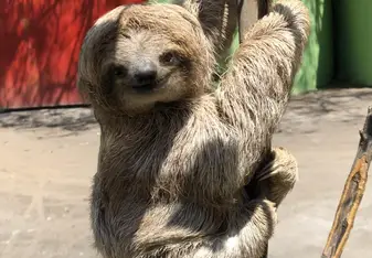 Sloth