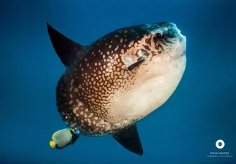 One of our famous residence the Oceanic Sunfish, Mola, Mola Mola, Moon Fish