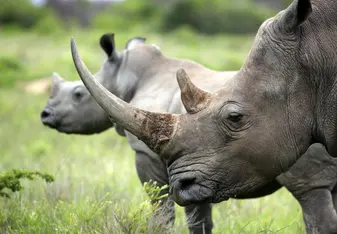 A mother rhinoceros stands in front of her younger calf on the grasslands of the South Africa