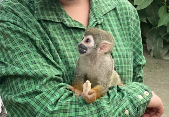 Animal care in Tena