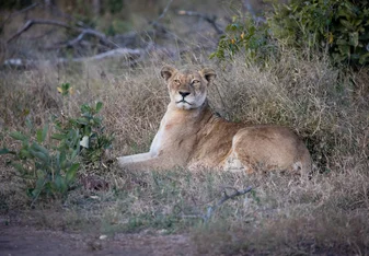 Lion lying