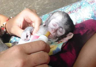 Monkey Rehabilitation