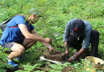 kiviwama tree project