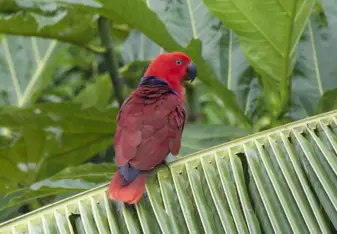 Eclectus Parrot