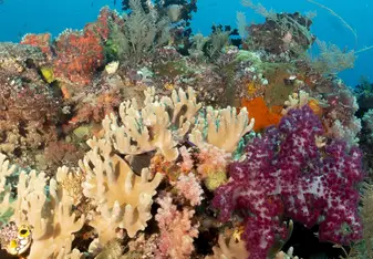 Raja Ampat coral reef