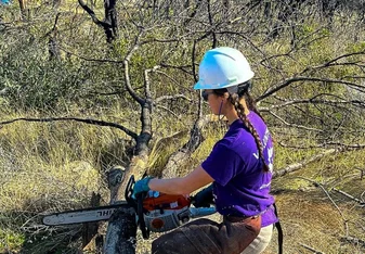 Cutting fallen tree with chainsaw