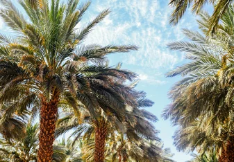 Our date palm farm across from the kibbutz. 