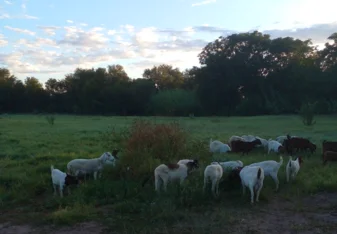Our farm animals