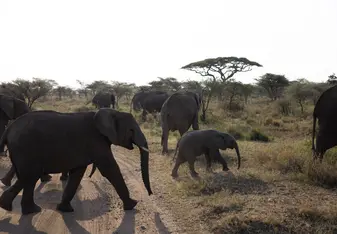 Elephant Cross Walk