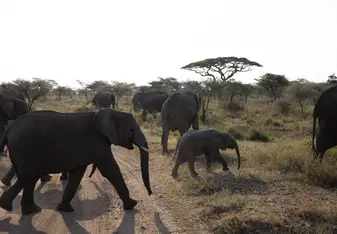 Elephant Cross Walk