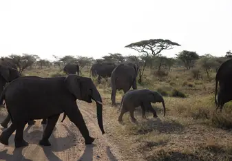 Elephant Cross Walk