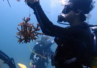 Cultivating new corals in the Nursery plays in important part of our coral reef regeneration strategy