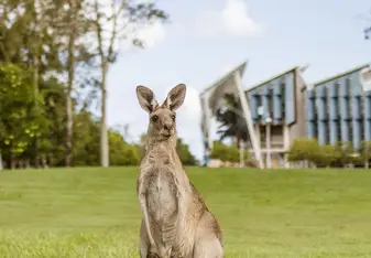 Kangaroo on UniSC Sunshine Coast campus lawn sippy downs queensland australia