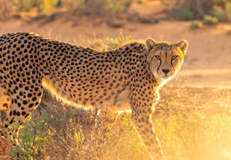 Volunteer in Zambia