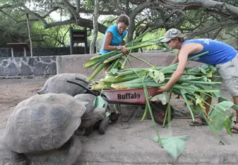 Volunteers at the Giant Tortoise Breeding Center