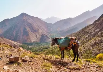 Donkey hiking in Morocco's high atlas mountain with Kasbah du Toubkal