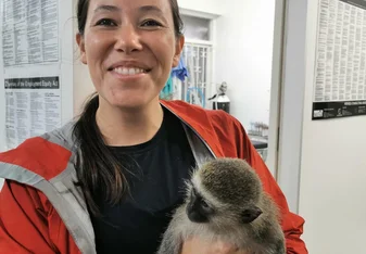 Veterinary visits with rescued injured monkeys