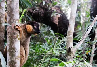 Cheeky Varika lemur in camp