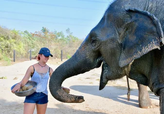 Volunteer at feeding time with one of the resident rescued Elephants