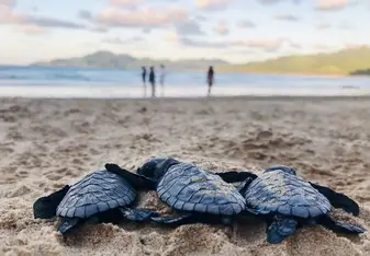 Baby sea turtles on the beach