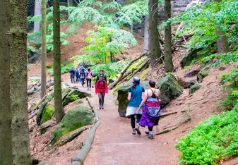 Students walking through a forest