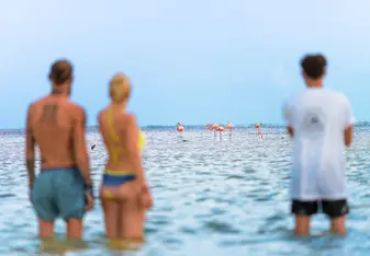 Isla Holbox Flamingos