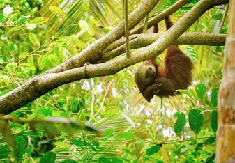 Sloth hanging from tree