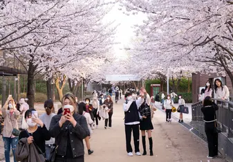 Students admiring the cherry blossoms