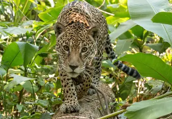 Katie, one od the rescued jaguars in CIWY 