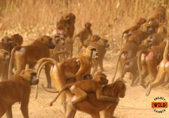 Guinea baboons